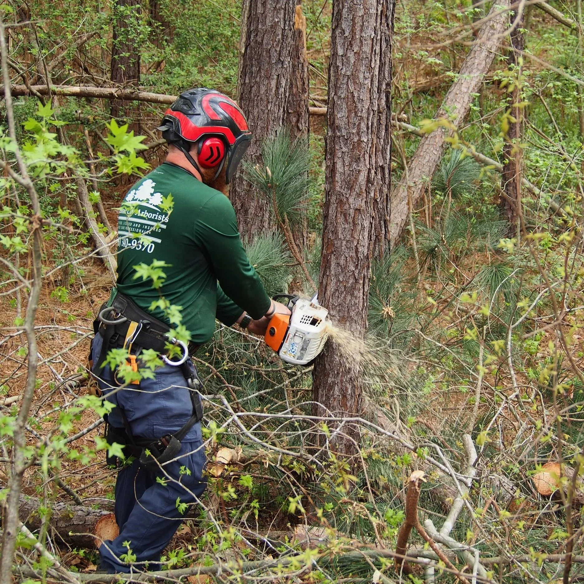 A person cutting down a tree in a forest using a chainsaw, wearing a helmet and protective gear.