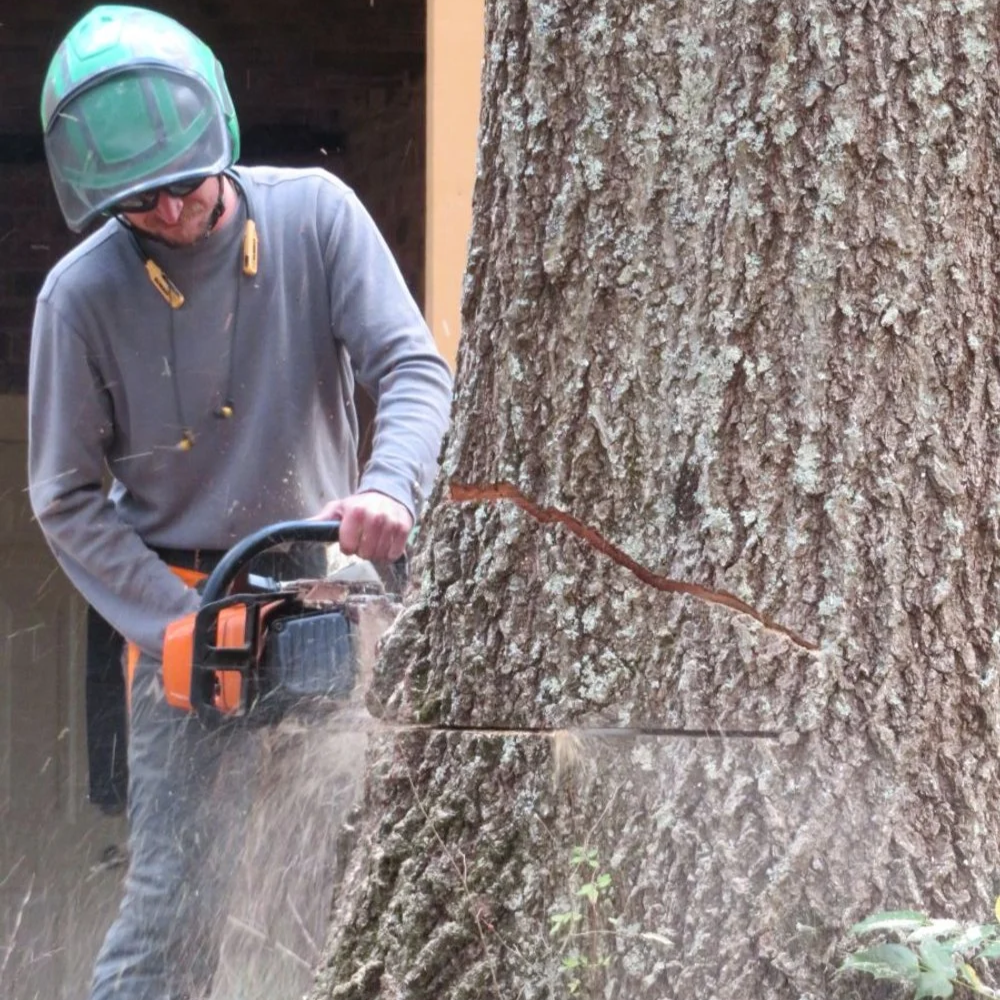 A man wearing a helmet and safety glasses uses a chainsaw to cut a large tree trunk.