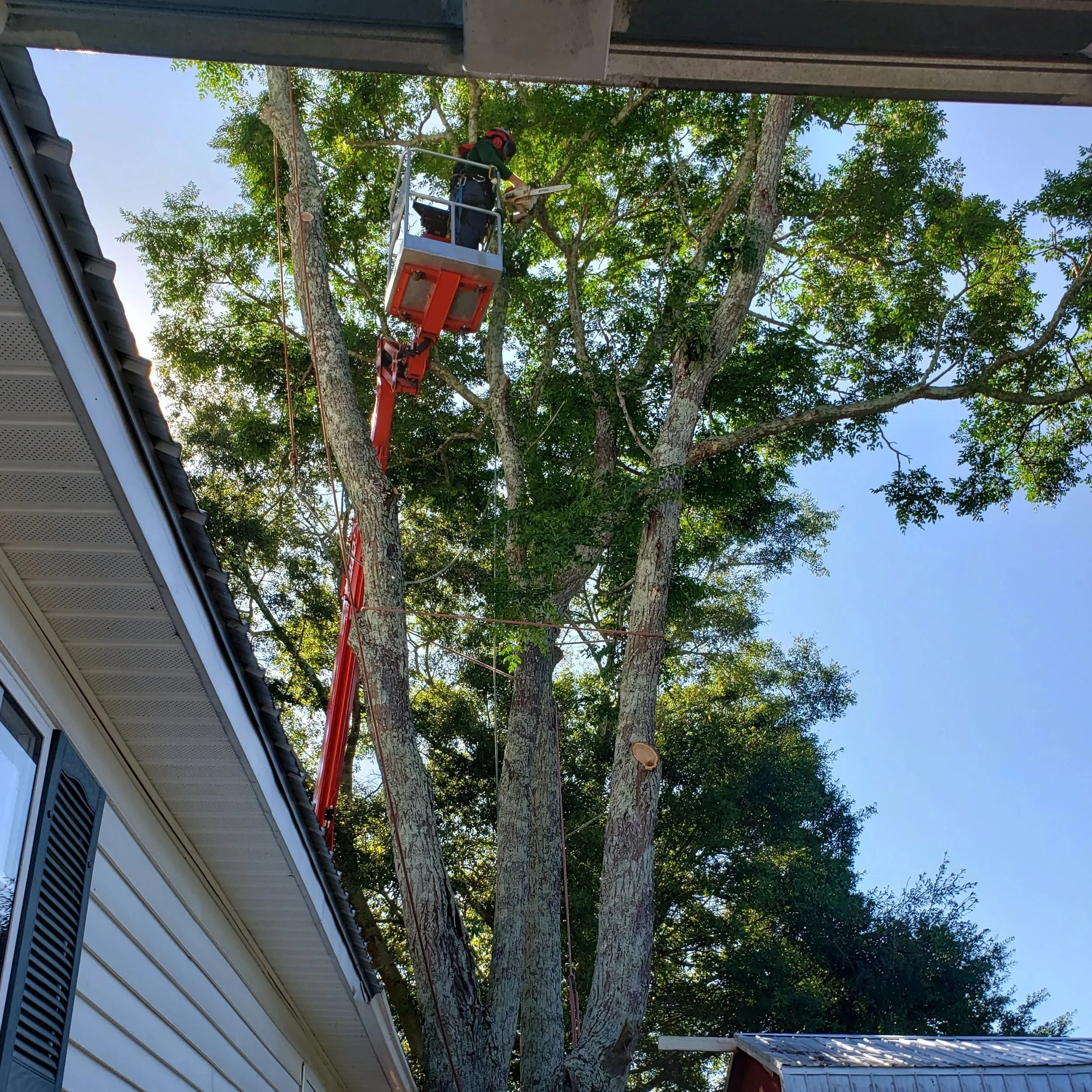 A worker wearing a helmet in a cherry picker trimming tree branches next to a house.