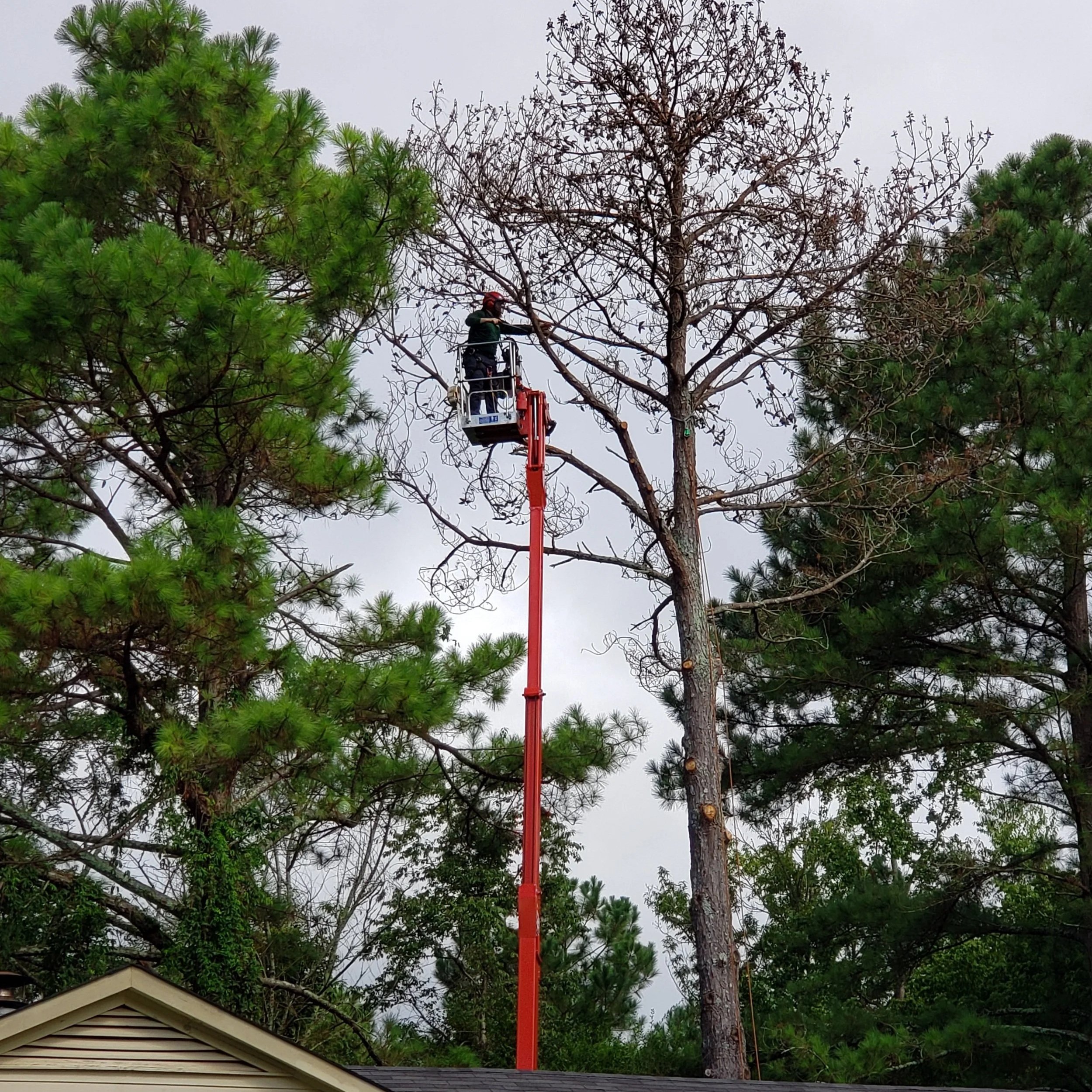 A person working on a tall tree using a cherry picker lift, with surrounding trees and a house roof visible at the bottom.