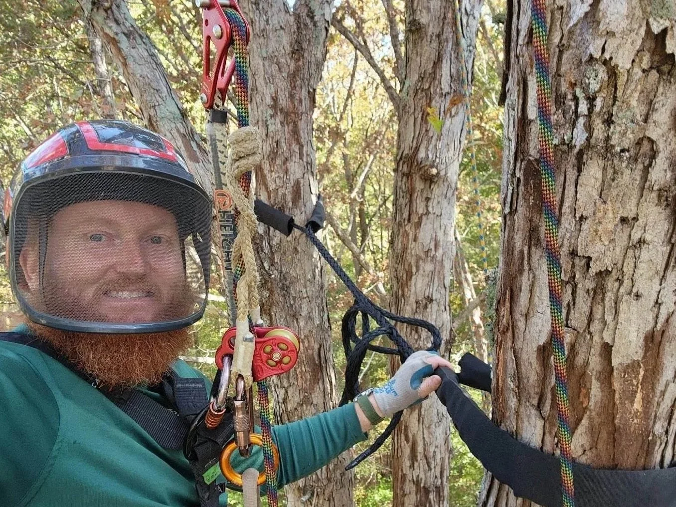 A man with a helmet and safety gear in a tree installing a dynamic cable system between two leaders in a tree