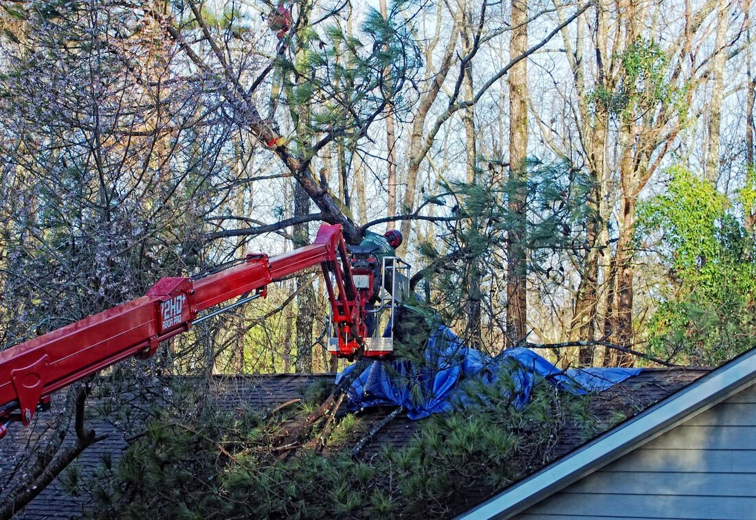 The Cost of Tree Service