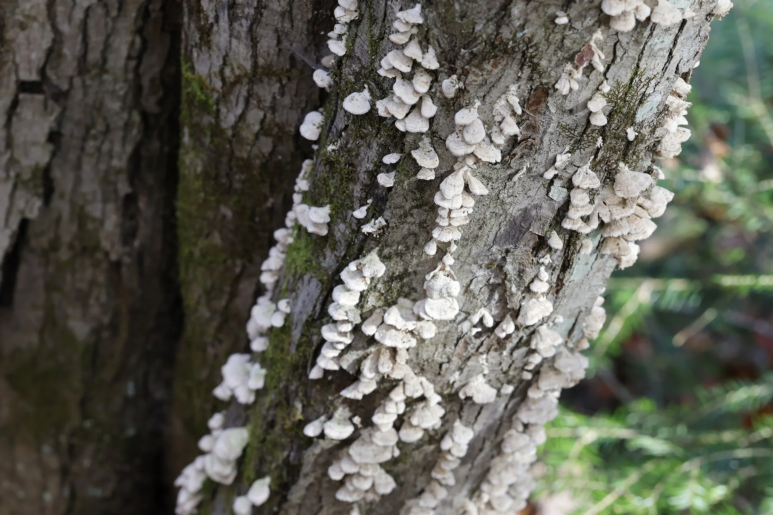 5 Simple Signs to Identify if Your Tree is in Decline