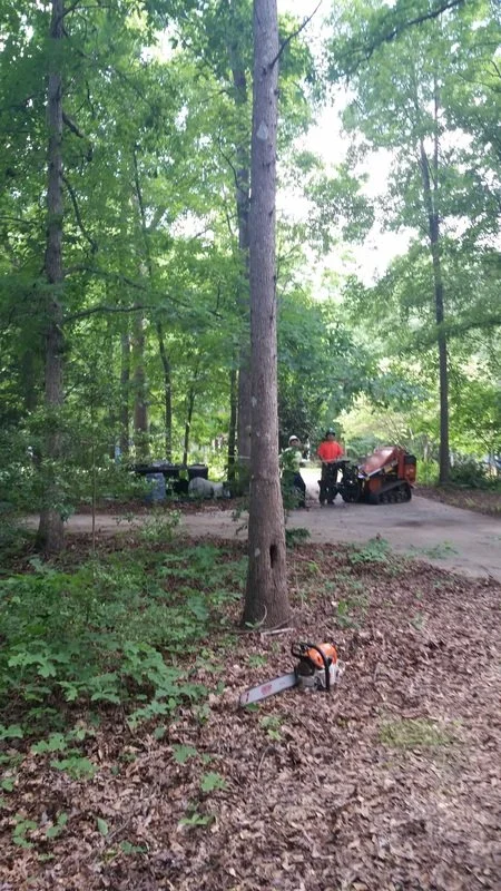 Importance of Early Detection and Prompt Removal of Dead Trees in the Urban Landscape
