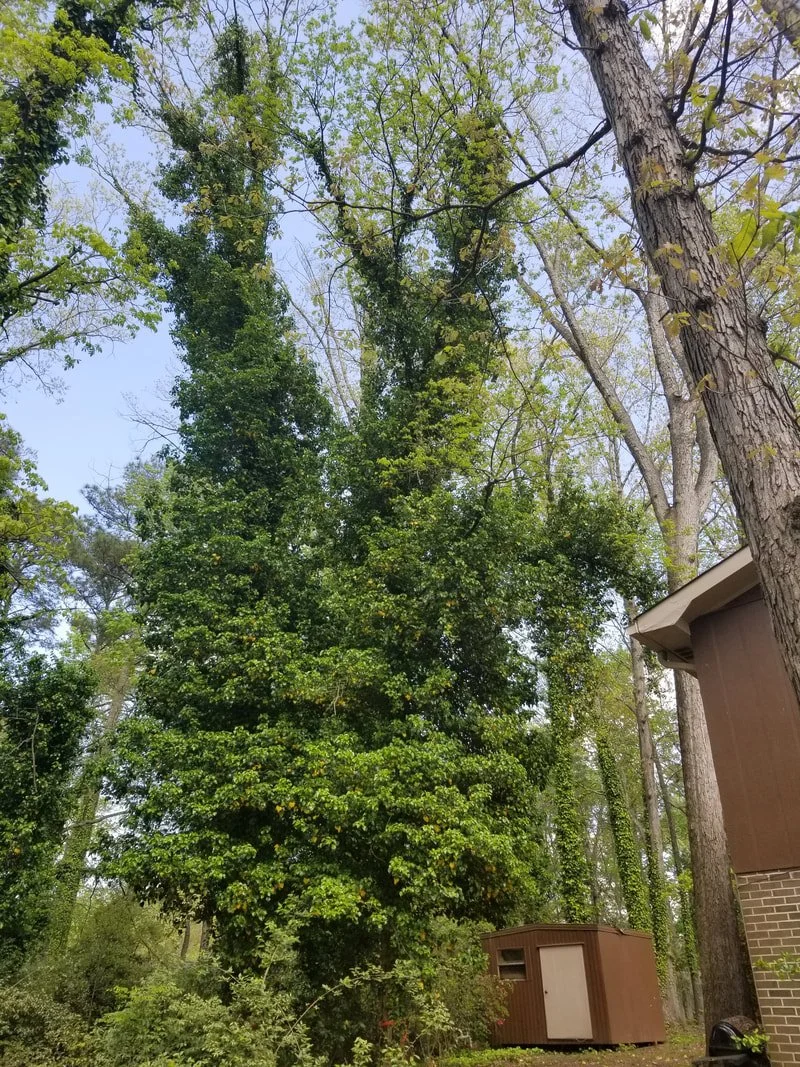 The Creeping Killer: Why Ivy Is Bad for Your Trees