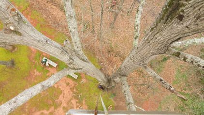Job Spotlight: Cabling an Oak Tree