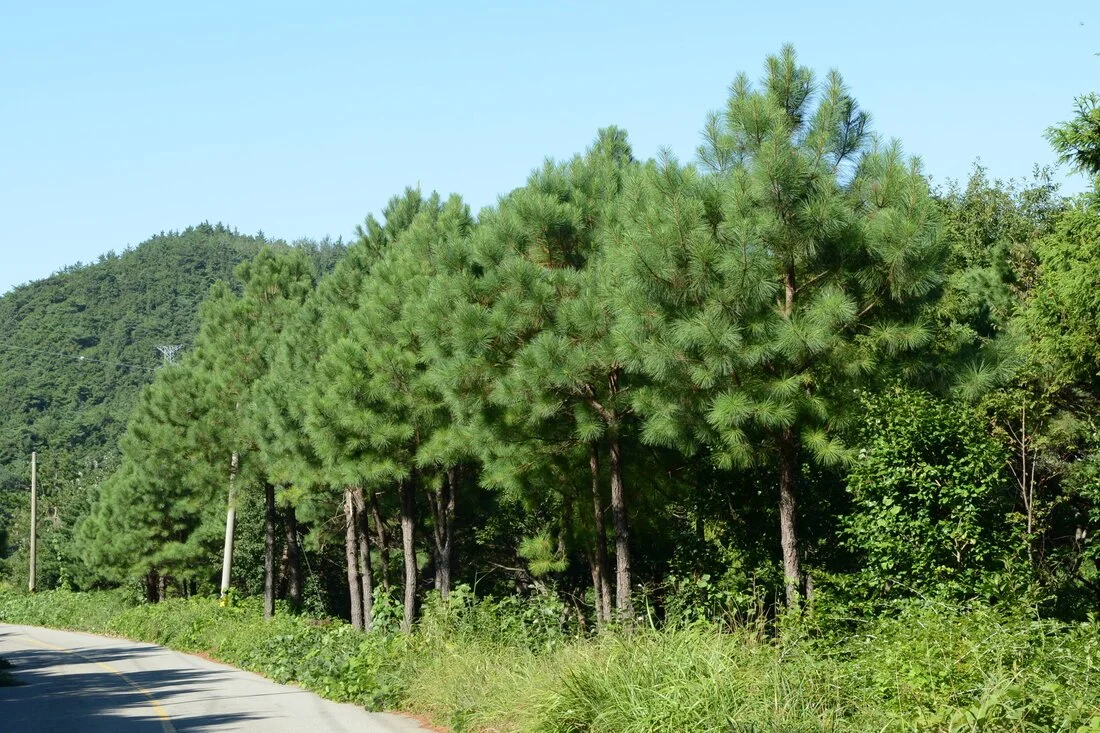 Tree of the Month: Loblolly Pine
