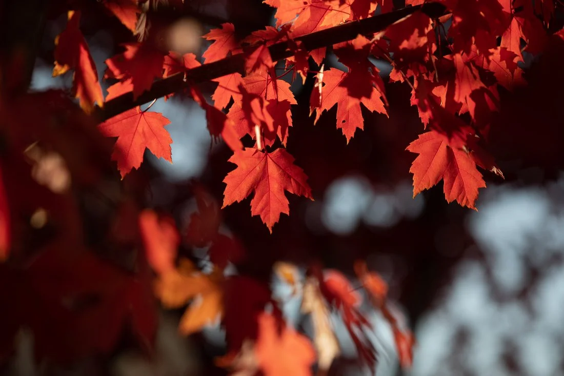 Tree of the Month: Red Maple