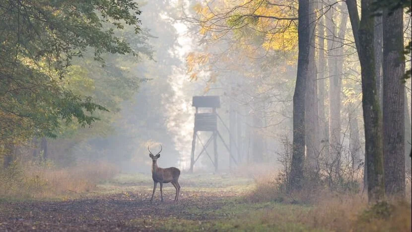Attracting and Repelling Deer During Deer Season