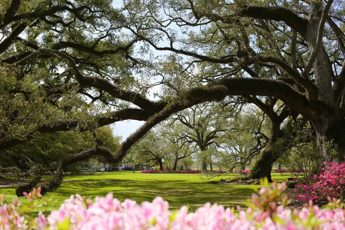 Tree of the Month: Southern Live Oak