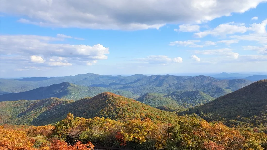The Most Common Trees in Georgia (and How to Spot Them)