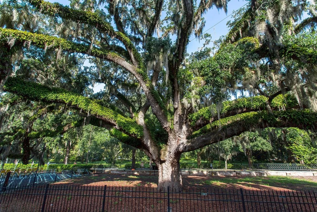 Historic Trees: The Candler Oak