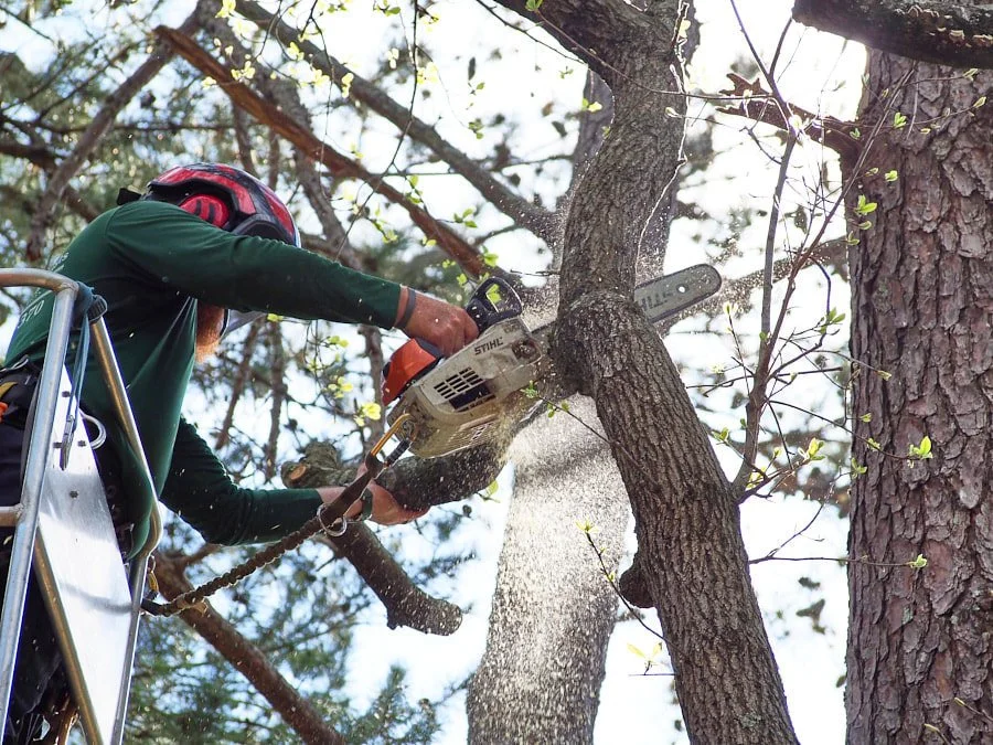 The Best Time to Save on Tree Removal Services