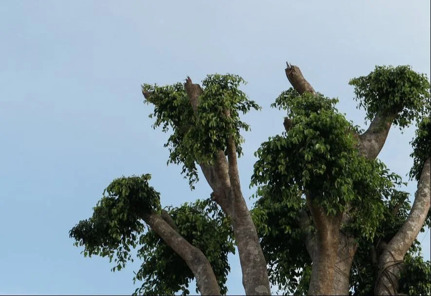 The Dangers of Tree Topping