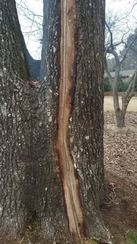 Tree Struck by Lightning: When to Worry