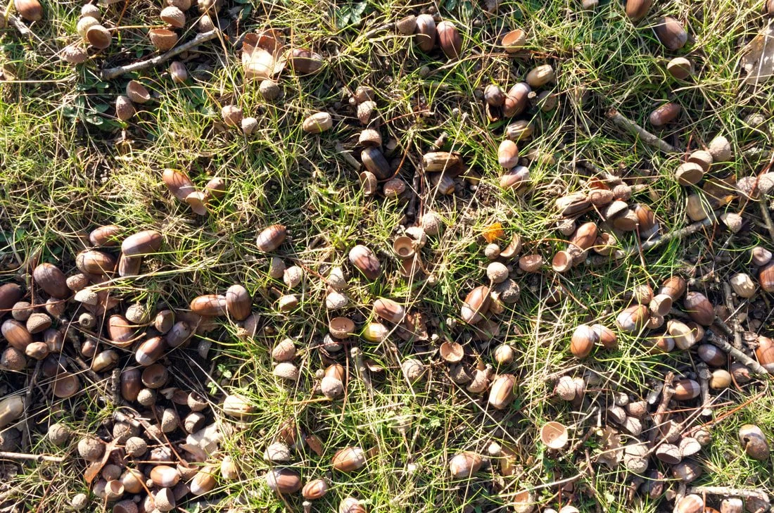 The Acorn Masting: White Oak Mast Year in Georgia