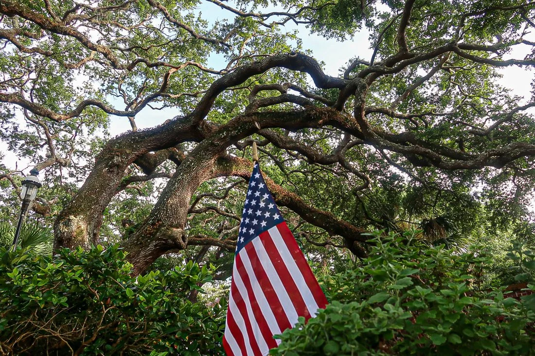 The Mighty Oak: America’s National Tree
