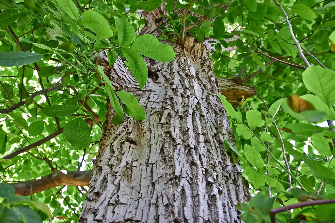 Tree of the Month: Shagbark Hickory