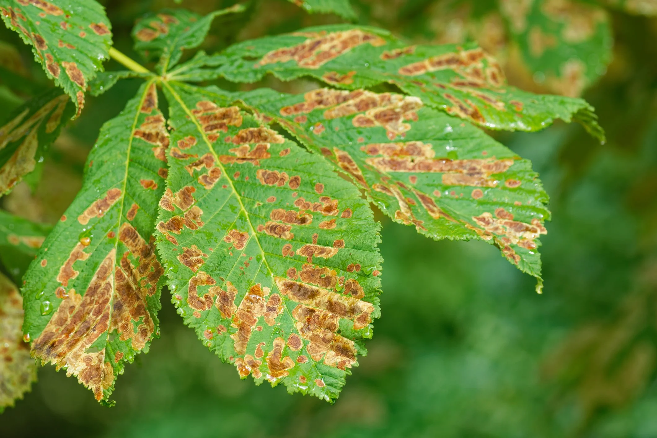 Leaf Spot Disease
