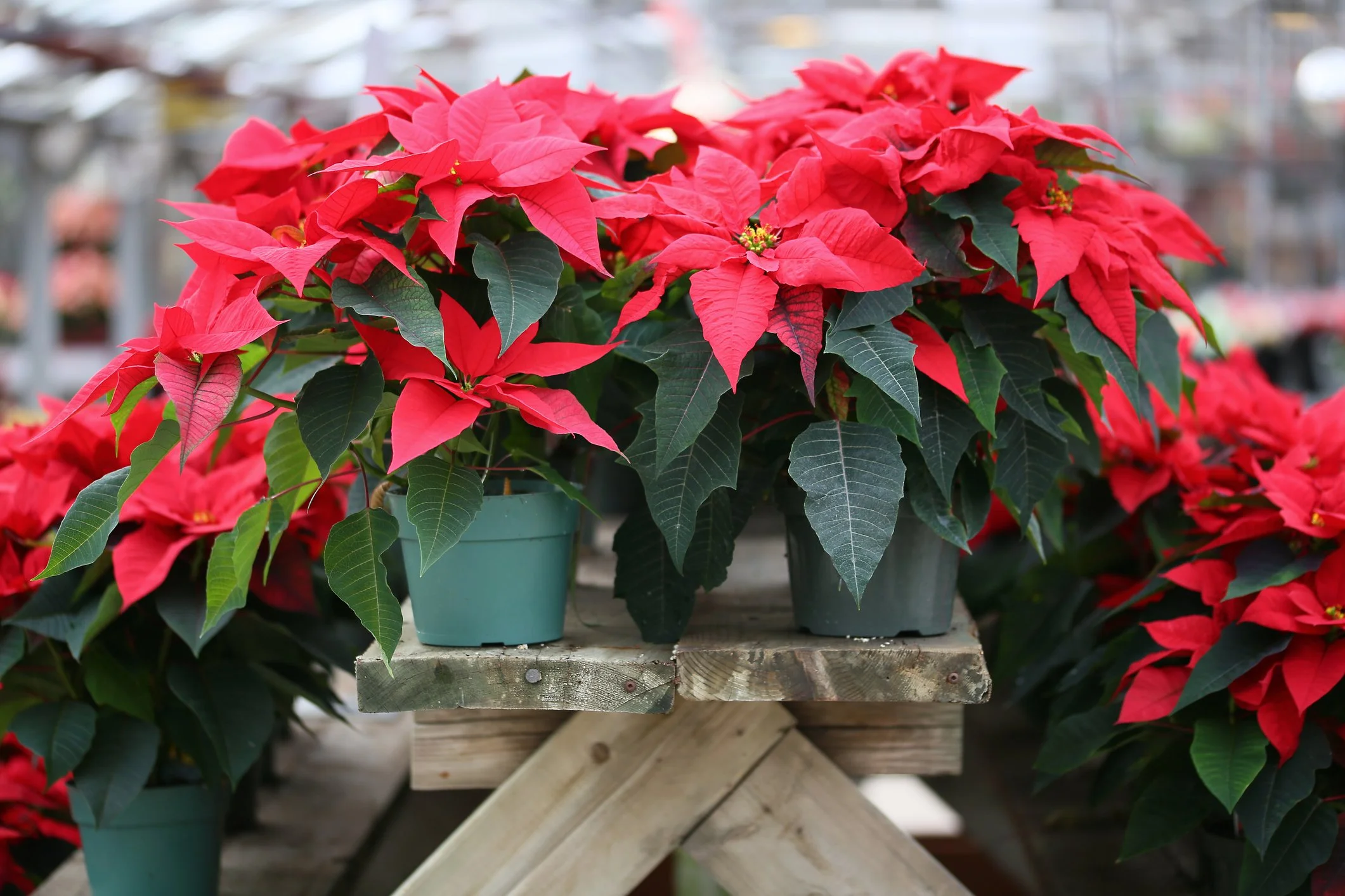 How to Keep Holiday Plants Healthy