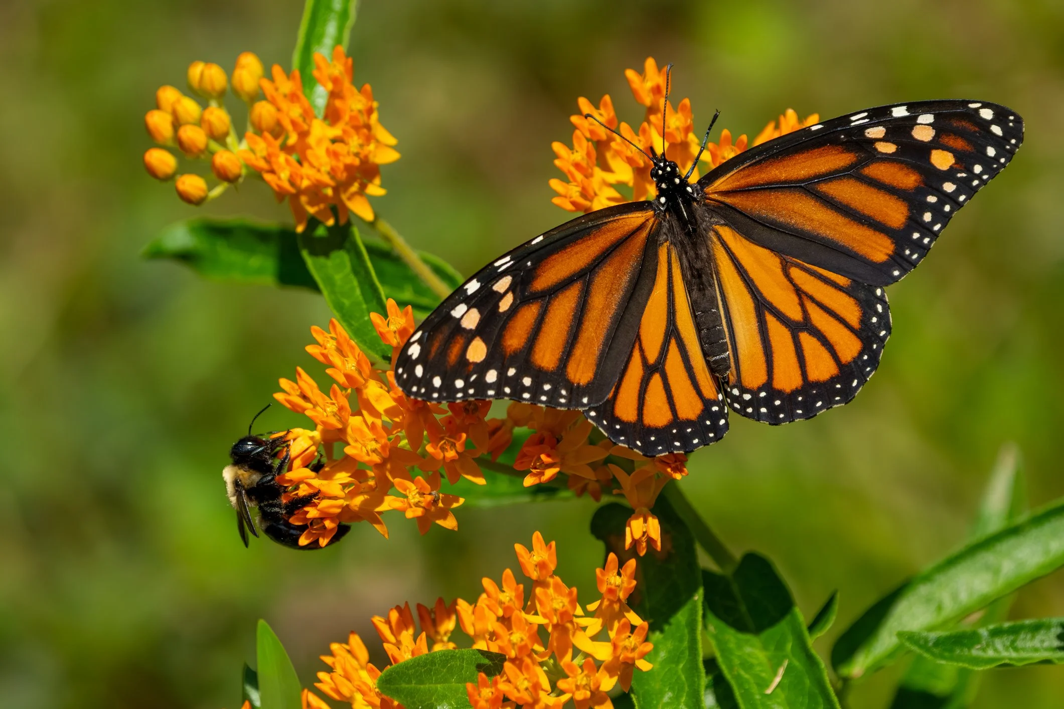 The Annual Monarch Migration Count