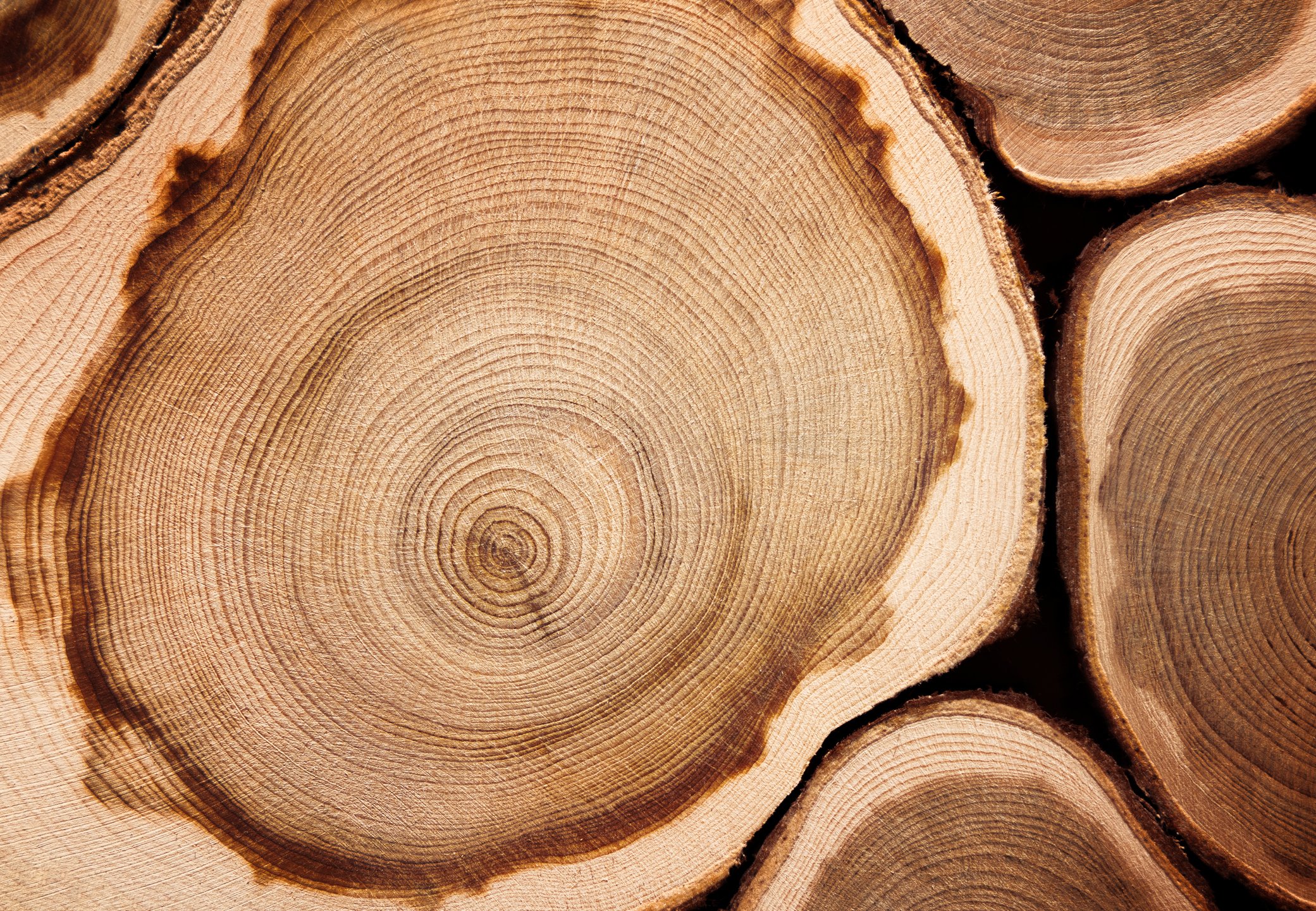 Dendrochronology: The Study of Tree Rings