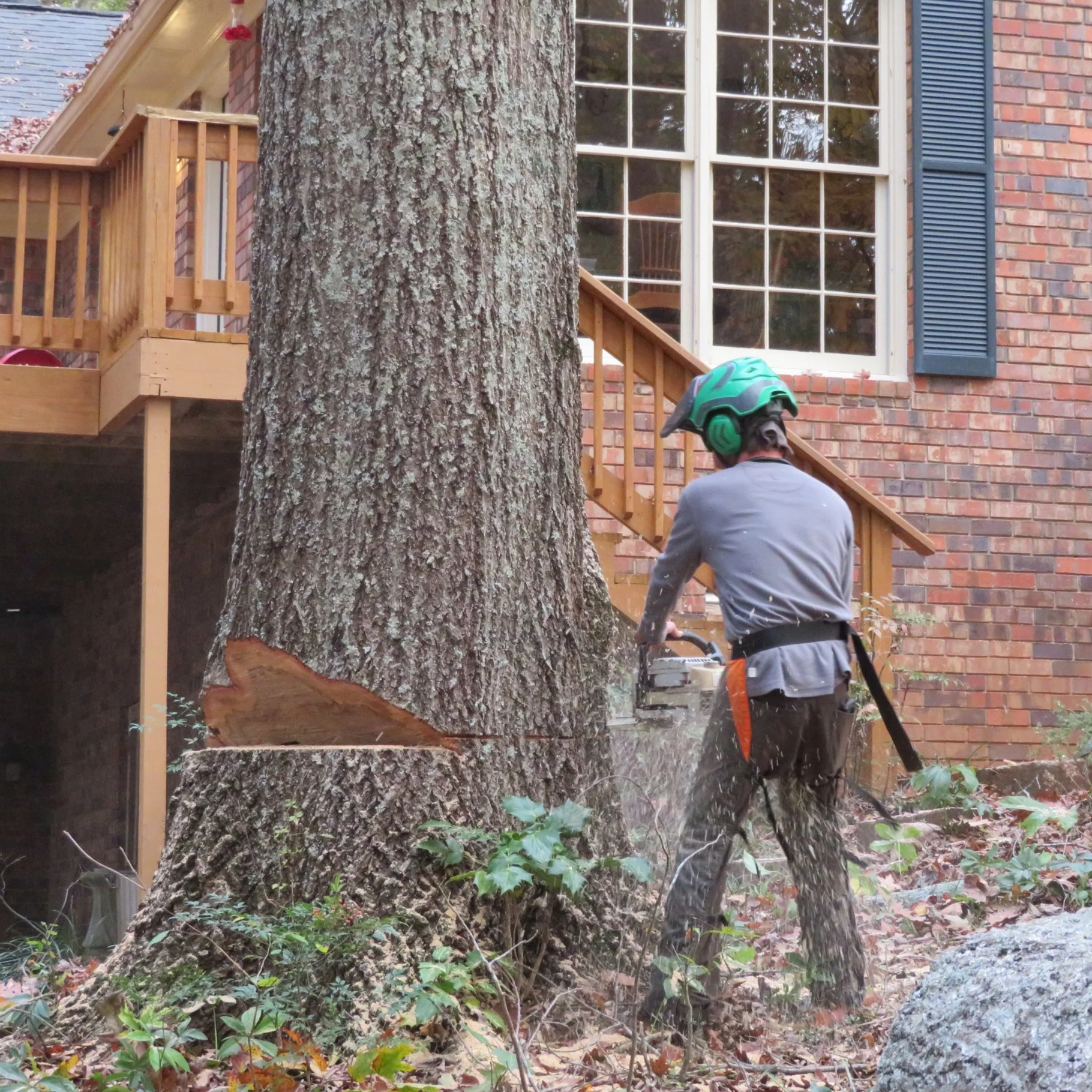 man in chaps cutting down a tree with a chainsaw