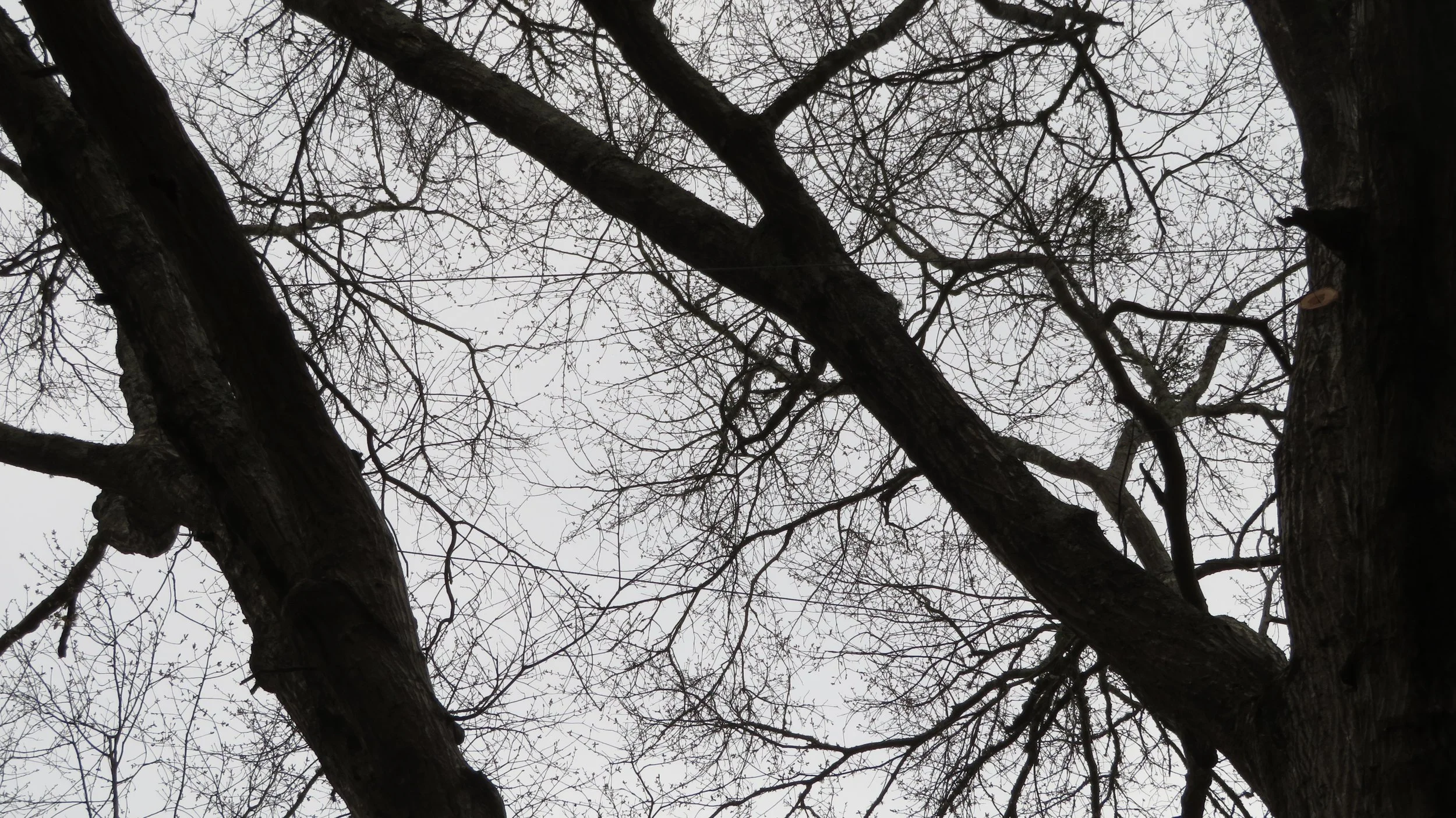 A static cable can barely be seen between two branches of this tree