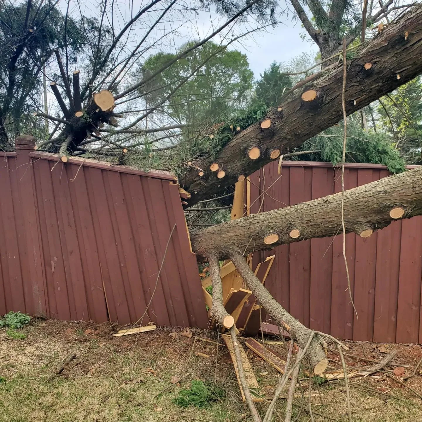 A large tree has fallen on a red wooden fence, causing part of the fence to collapse. The tree branches and trunk are freshly cut with visible stumps, and the fallen section of the tree rests on the broken fence. Debris from the tree and fence lies o