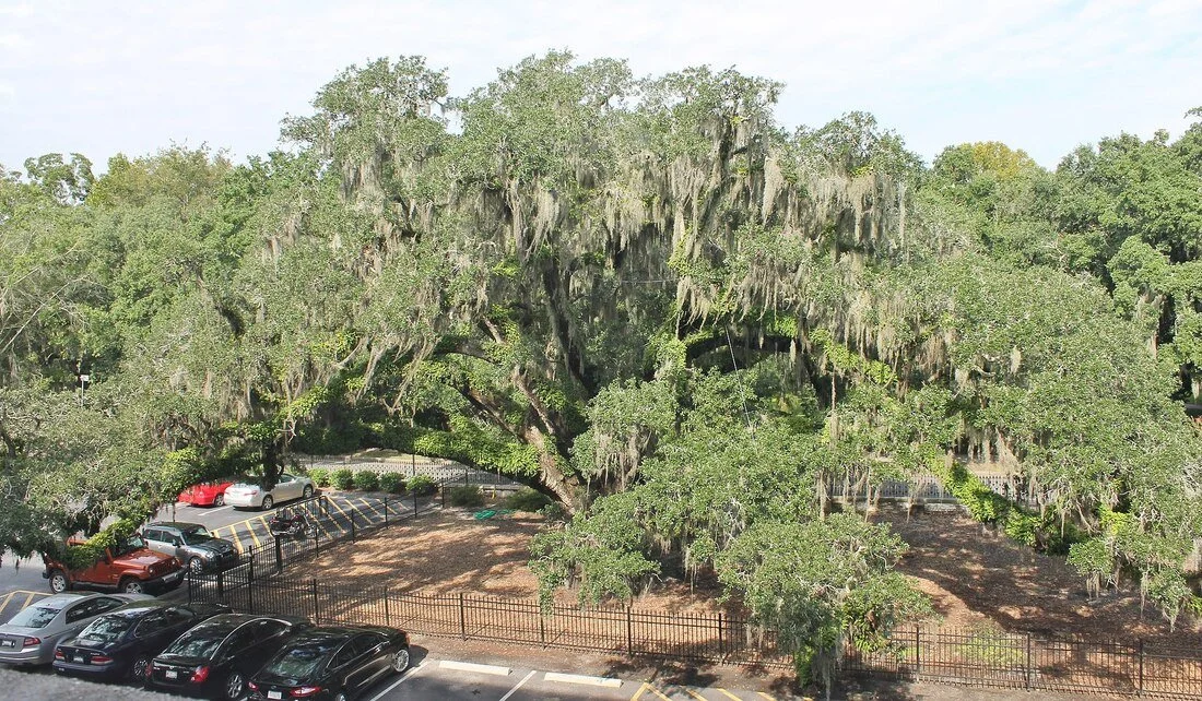 the candler oak viewed from above