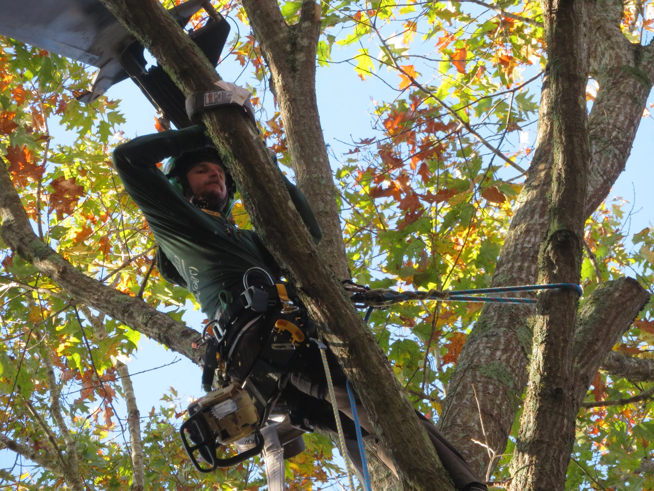 A person in safety gear climbing a tree, equipped with ropes and a harness.