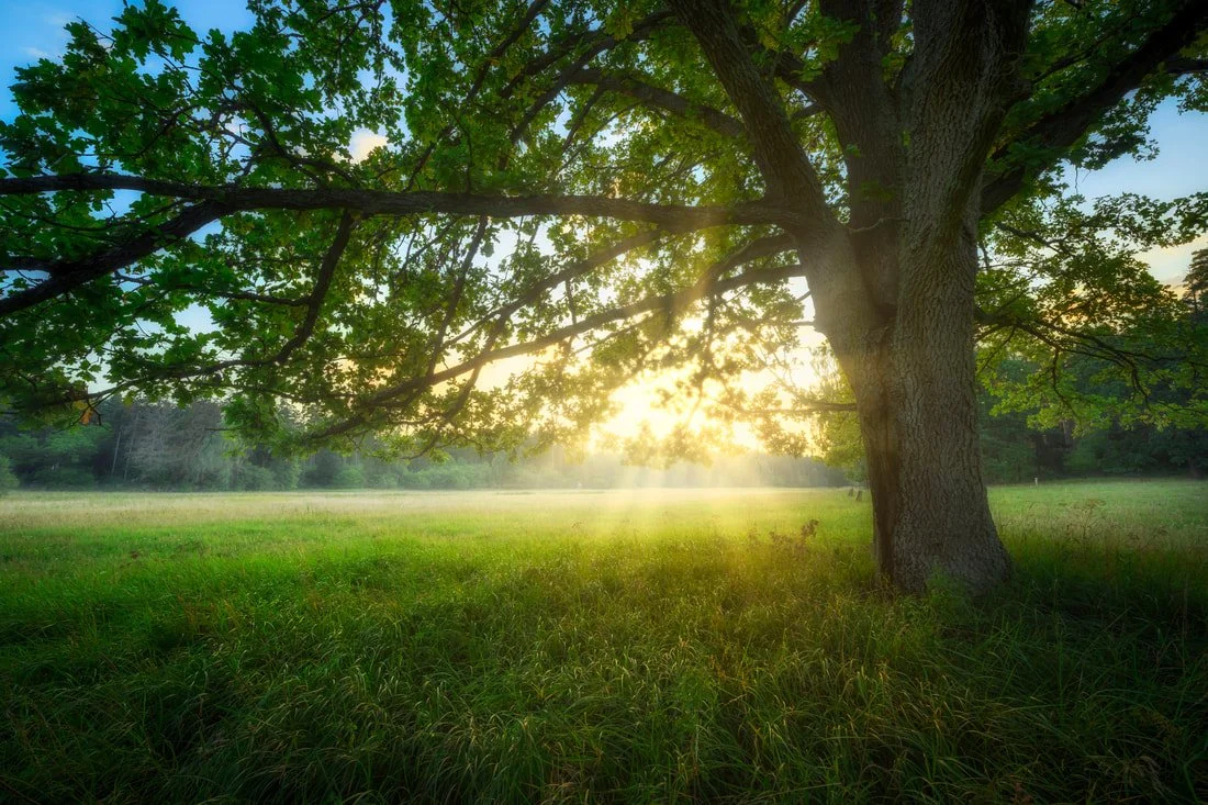 large oak tree at golden hour