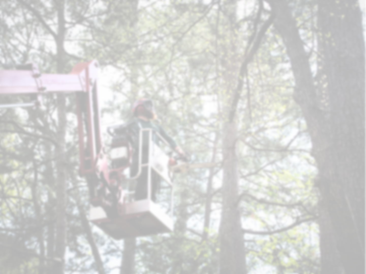 A person in a cherry picker lift working on a tree in a wooded area.