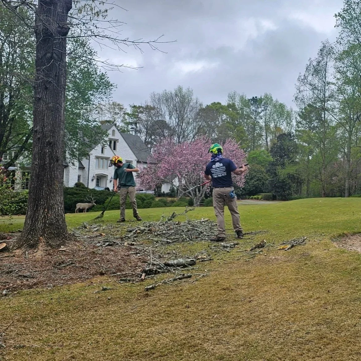 Two workers wearing safety helmets are trimming tree branches in a yard with green grass and a large tree trunk in the foreground. There is a white house with a gabled roof and blooming pink tree in the background, along with other trees and a cloudy sky.