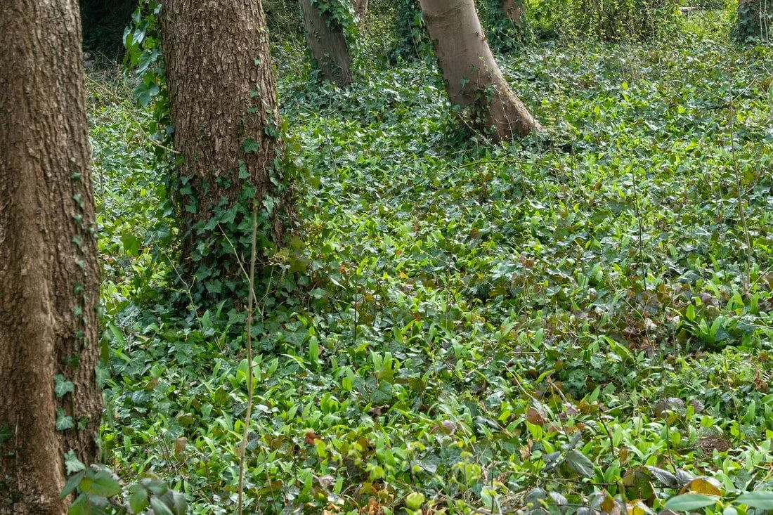 ivy ground cover