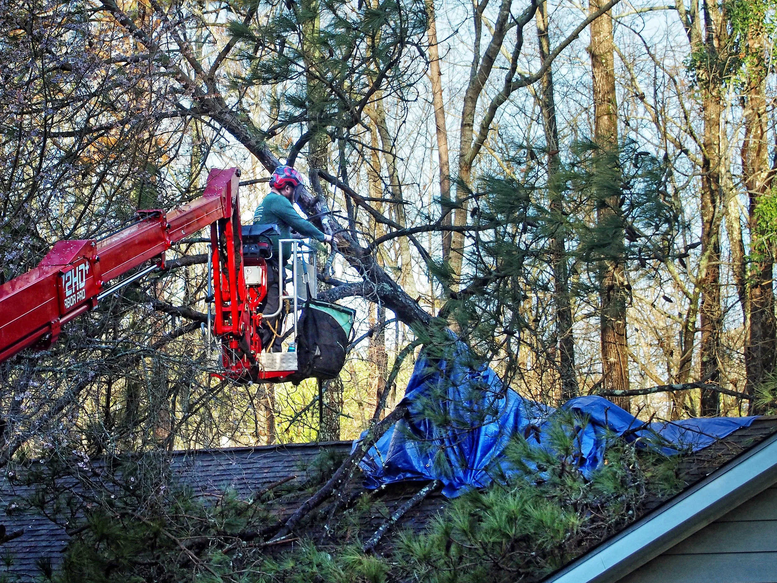 tree on a house