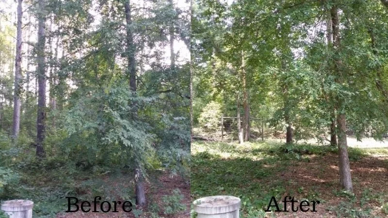 Comparison of a wooded area before and after clearing, showing a clear space with fewer trees and a trash can in the foreground.