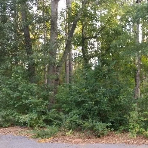 overgrown backyard