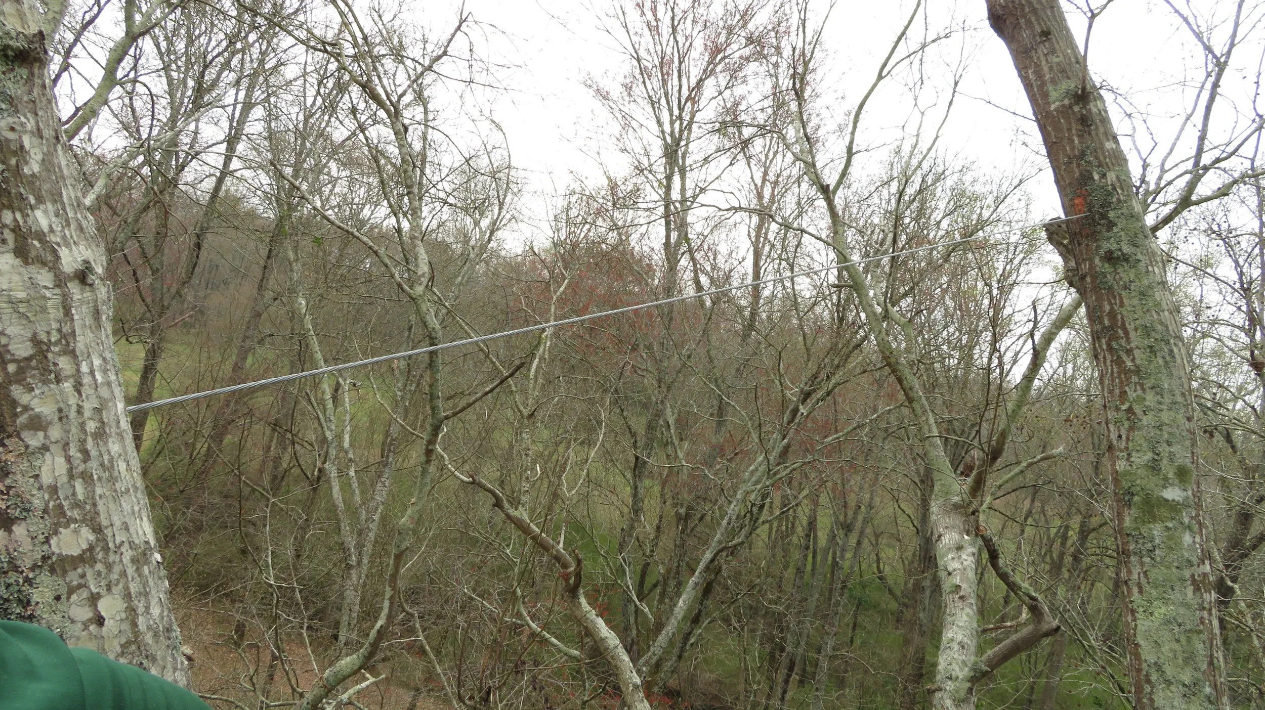 A wooded area with leafless trees and a wire stretched between two trees.