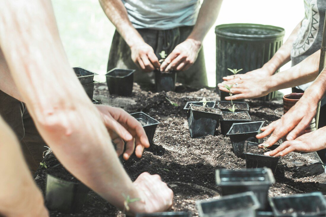 four people potting seedlings