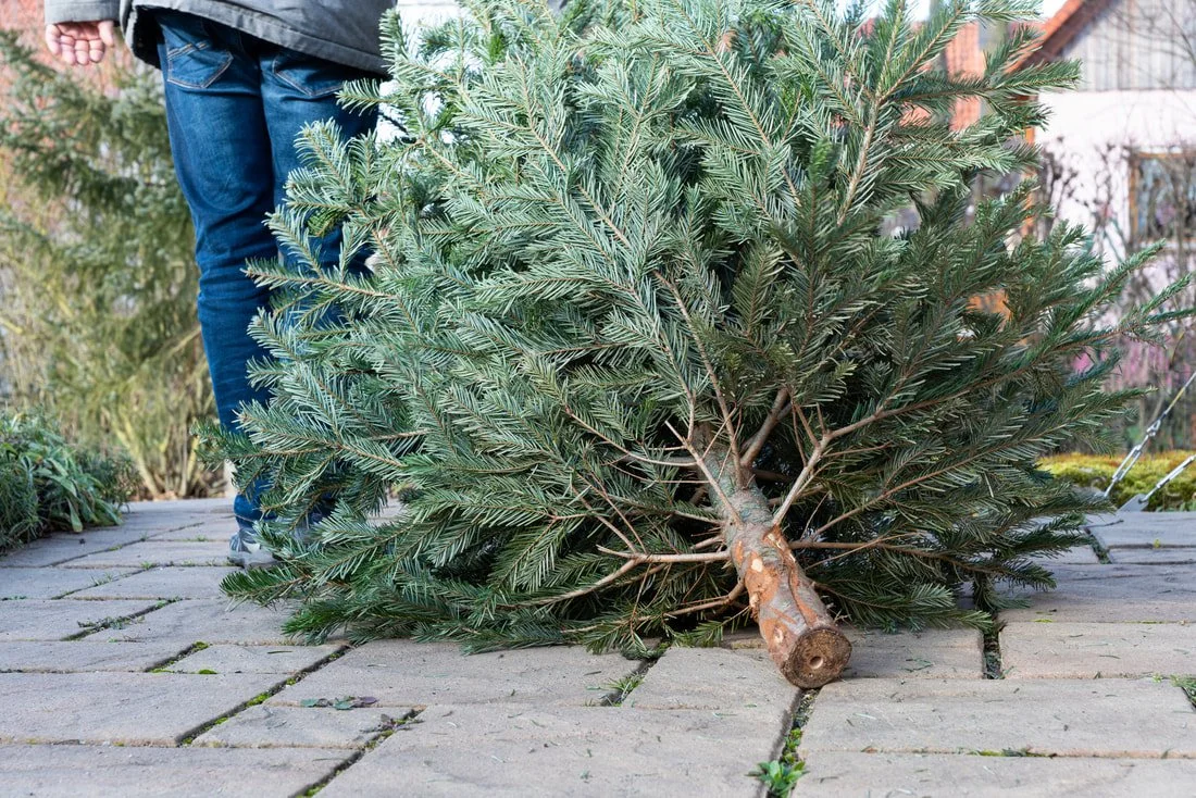 dragging a christmas tree to be recycled