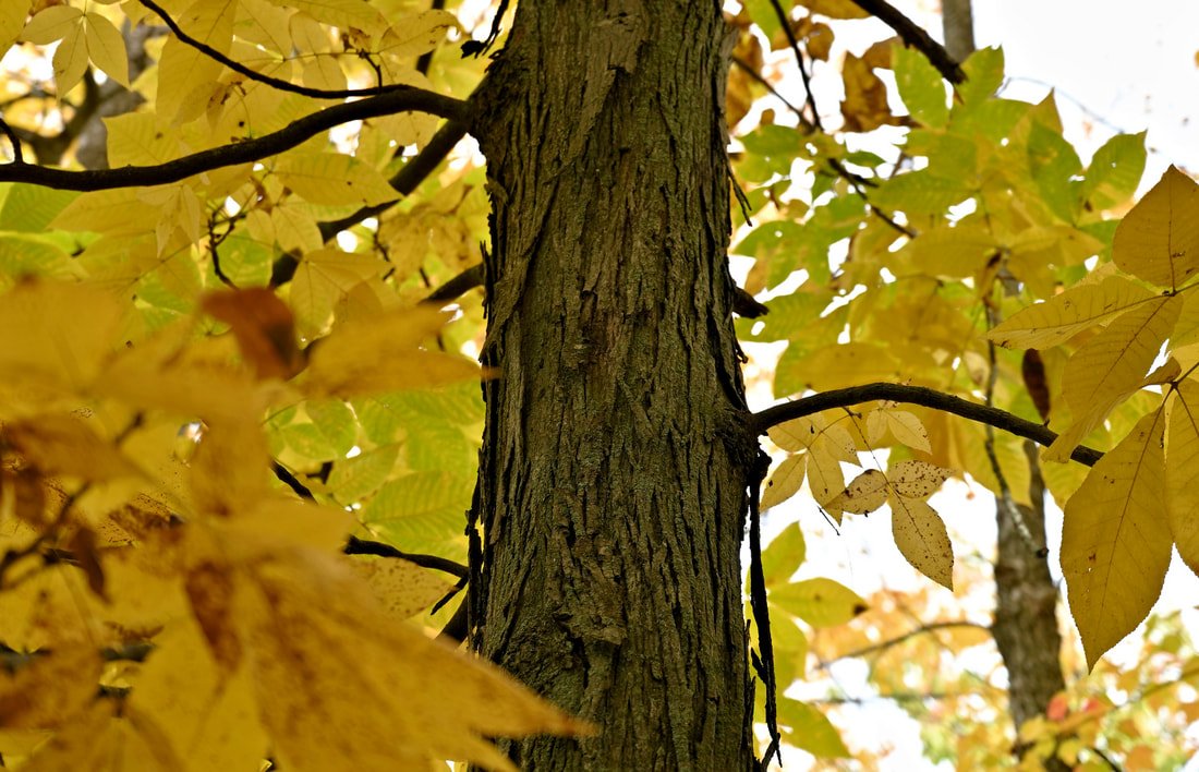shagbark hickory tree in fall with yellow leaves