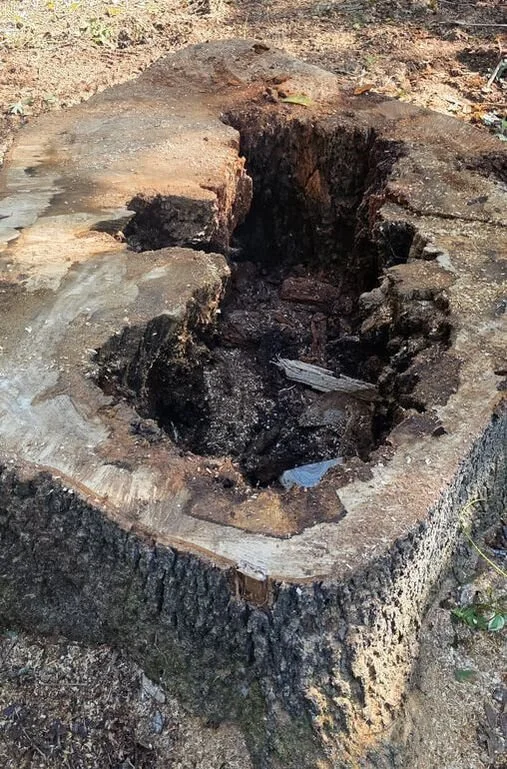 partially hollowed out tree stump