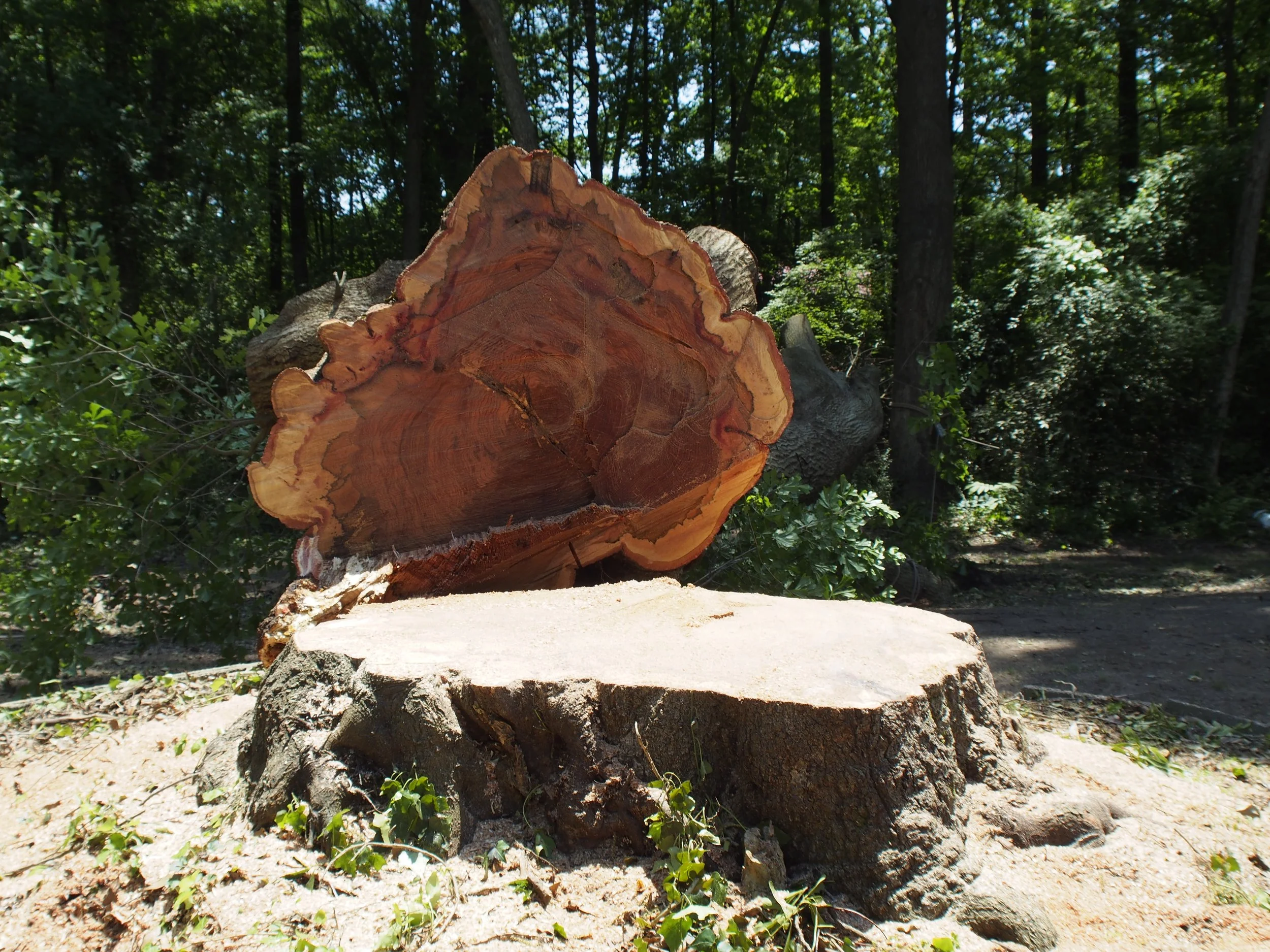 A large tree trunk cut in half, with a smooth, flat surface, and the inner wood’s rings visible, surrounded by leaves and other trees in a forest.