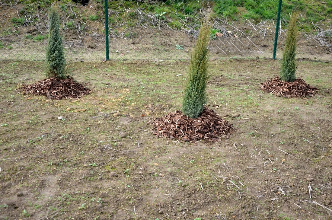 mulch volcanoes around newly planted evergreens