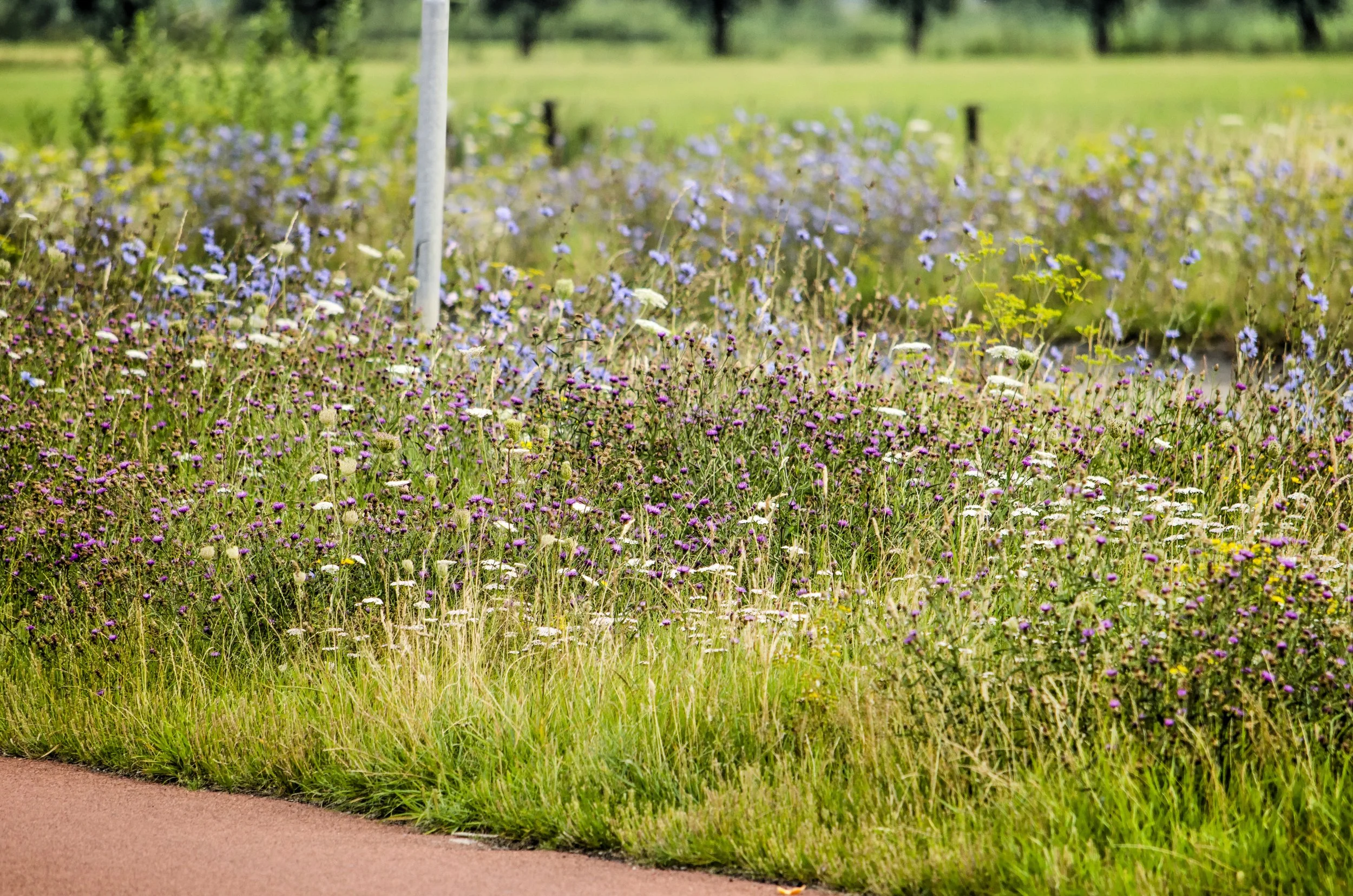 native wildflowers