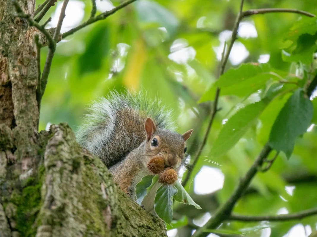 a squirrel in a tree eating seeds