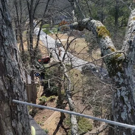 A codominant tree with a static cable between its leaders for stability