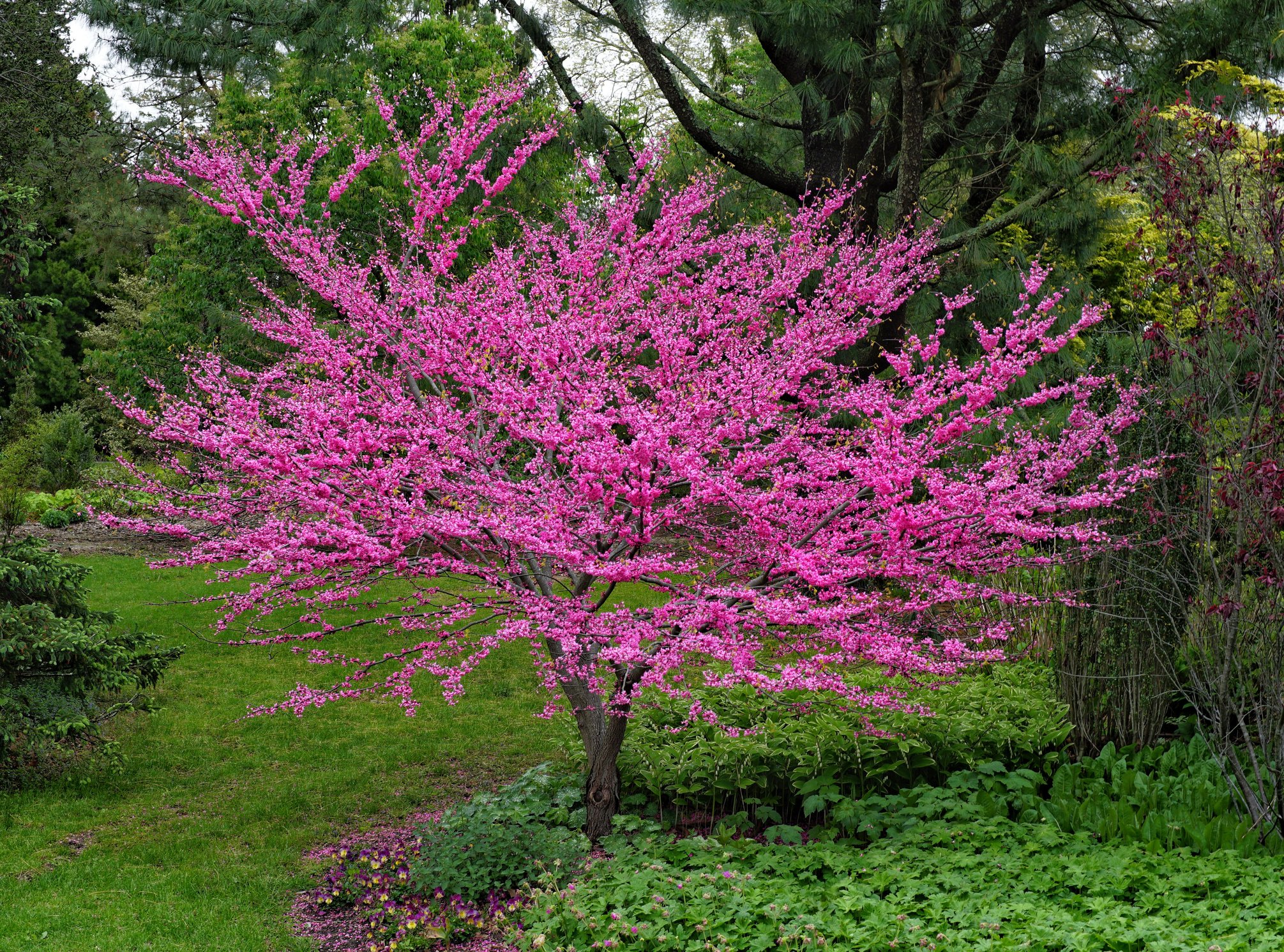 eastern redbud in full bloom