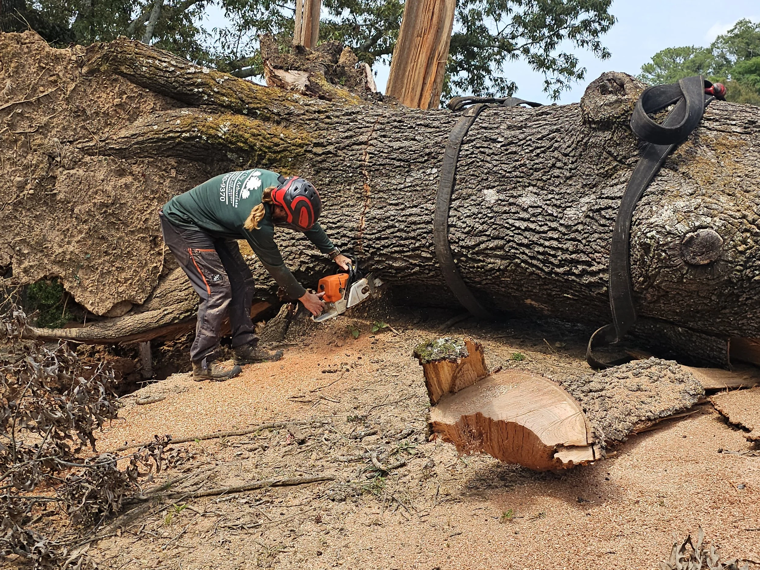 A person wearing a helmet and safety clothing cutting a large fallen tree with a chainsaw on sandy ground.